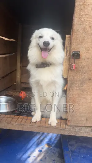 6-12 months Male Purebred American Eskimo