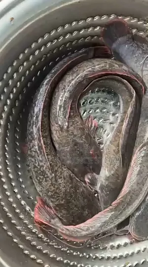 Premium Seafood