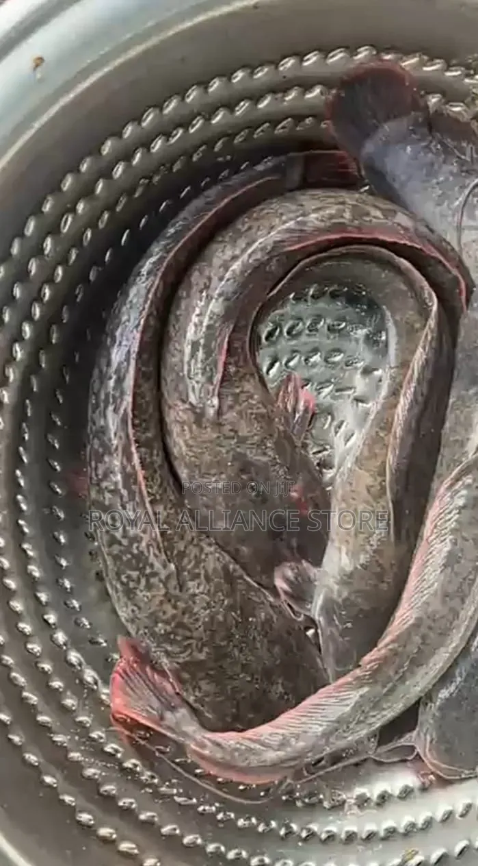 Premium Seafood