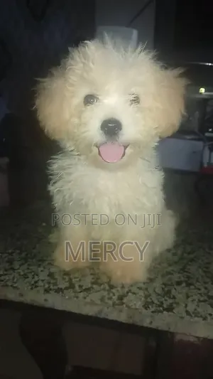 1-3 months Male Purebred Lhasa Apso