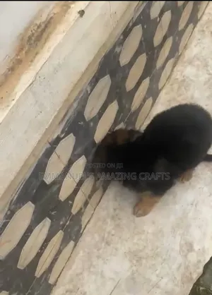 1-3 months Male Purebred German Shepherd