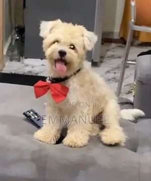 1+ year Male Purebred Lhasa Apso