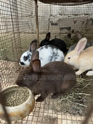 Healthy Rabbits for Sale – Baby, Small Big