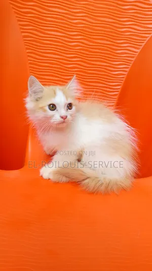 1-3 months Male Purebred Persian