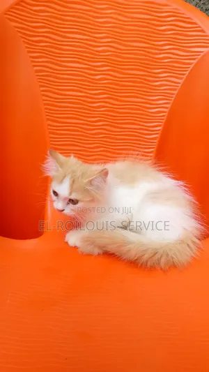 1-3 months Male Purebred Persian