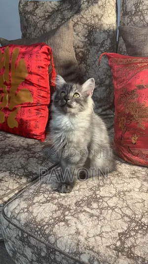 3-6 months Male Purebred Persian
