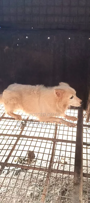 6-12 months Male Purebred American Eskimo
