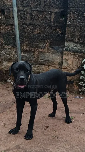 1+ year Male Purebred Cane Corso