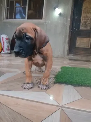 1-3 months Male Purebred Boerboel