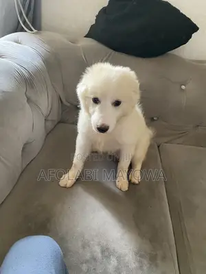 3-6 months Male Purebred American Eskimo
