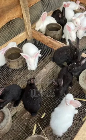 Chinchilla and Black Giant Weaner