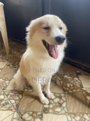1+ year Male Mixed Breed American Eskimo