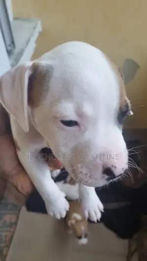 1-3 months Female Mixed Breed American Pit Bull Terrier