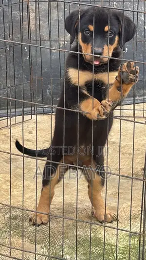 1-3 months Male Purebred Rottweiler