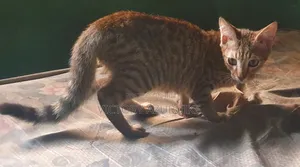 3-6 months Female Mixed Breed Tabby