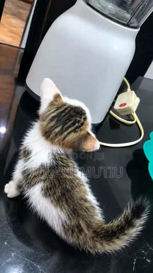 0-1 month Female Mixed Breed Tabby