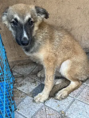 3-6 months Female Mixed Breed German Shepherd
