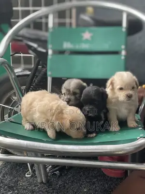 1-3 months Male Purebred Lhasa Apso