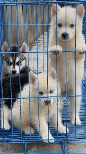 1-3 months Female Purebred Siberian Husky