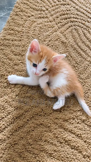 0-1 month Male Mixed Breed Tabby