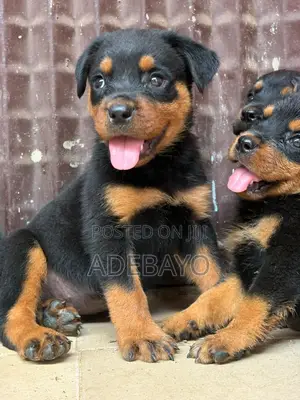 1-3 months Female Purebred Rottweiler
