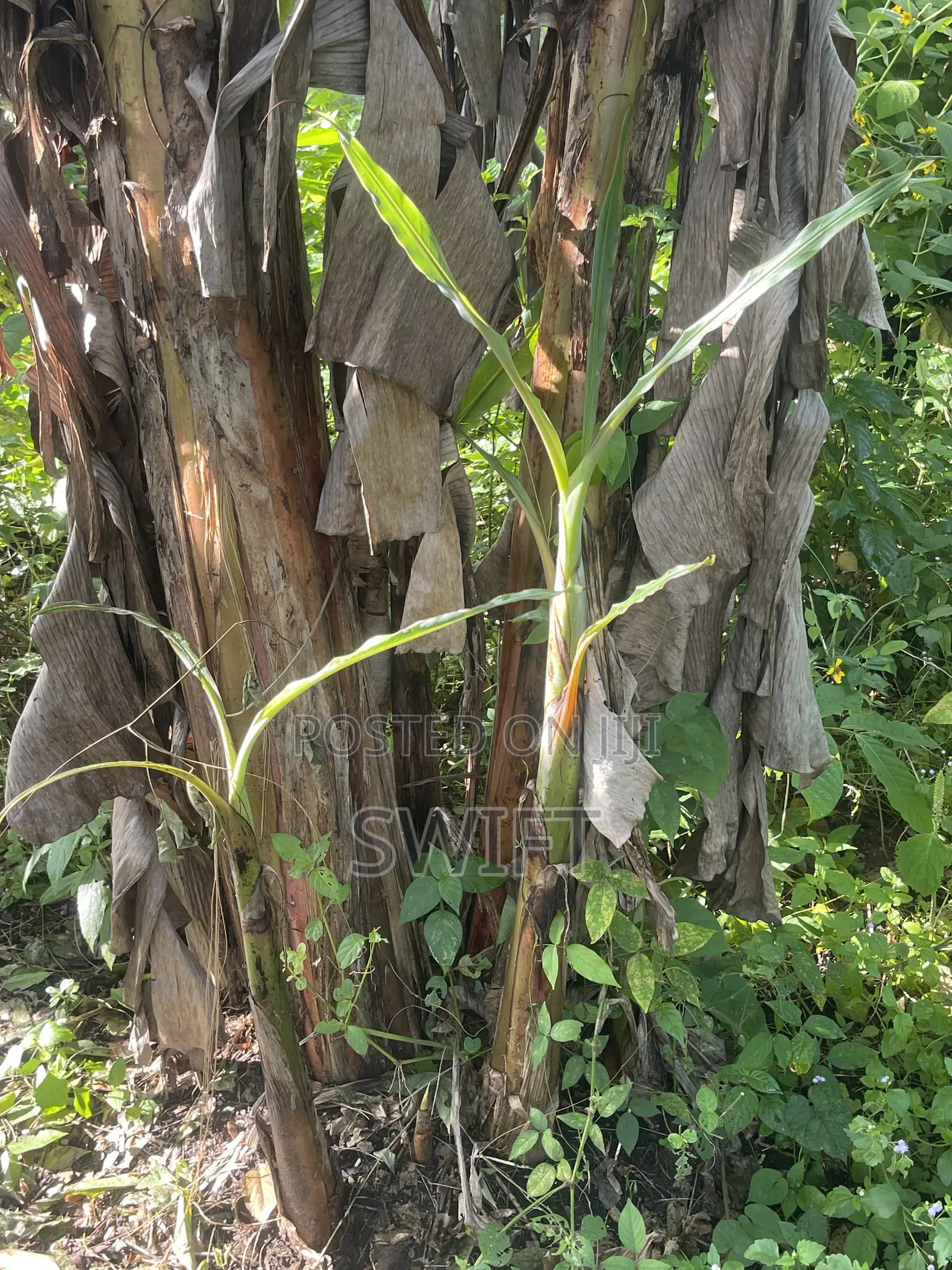 Plantain Suckers