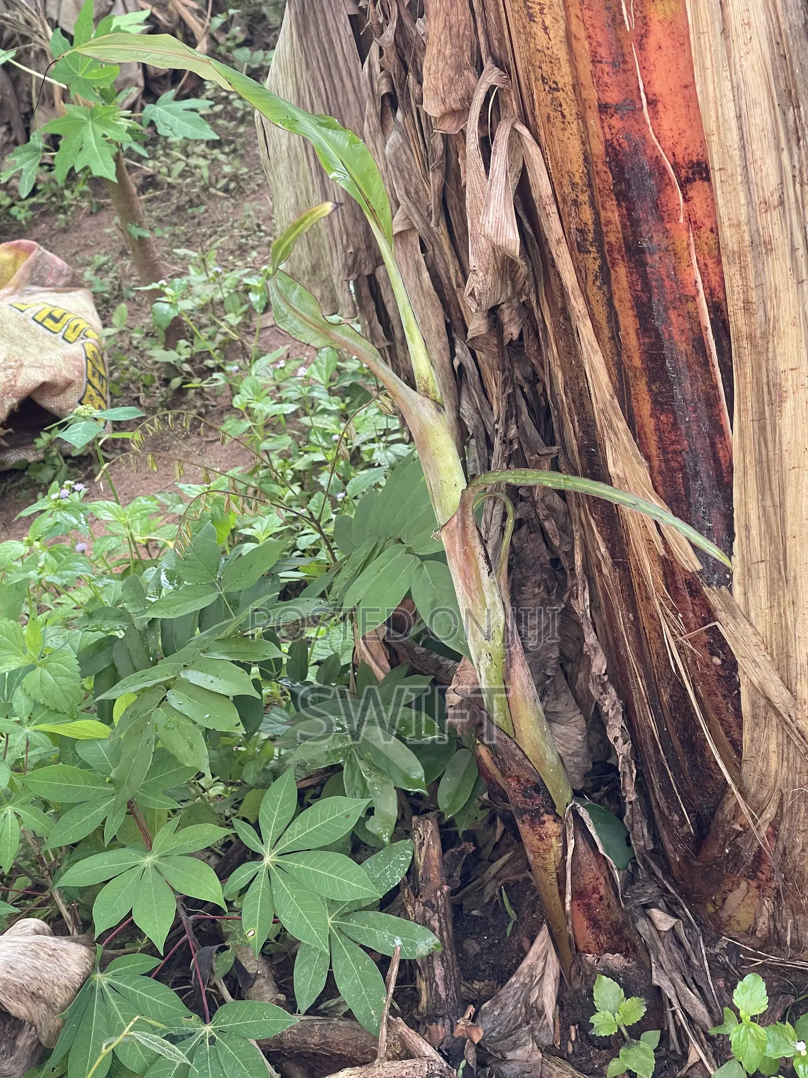 Plantain Suckers