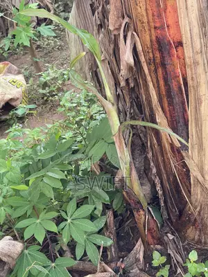 Plantain Suckers
