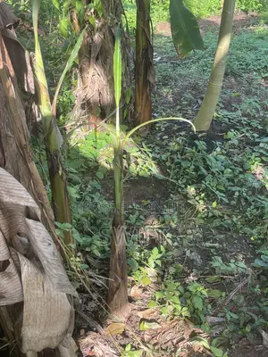 Plantain Suckers