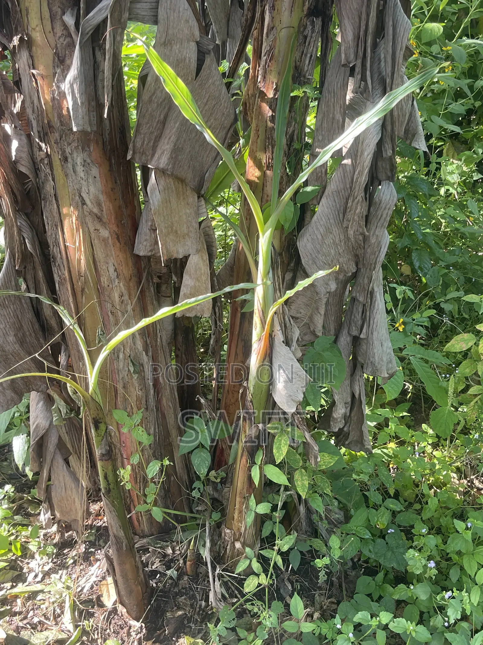Plantain Suckers