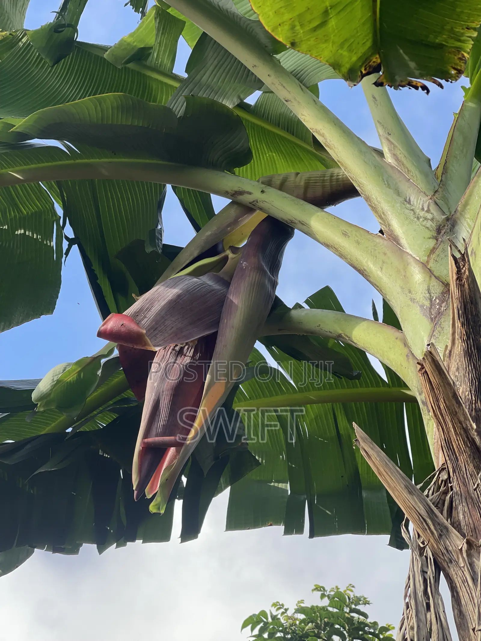 Plantain Suckers
