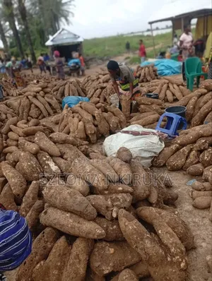 Sweet White Yam-Verybig Sweet Yam