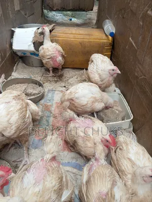 Live Broiler Chickens for Sale – 2 Months Old | Healthy Well Raised
