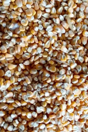 Maize Both Yellow and White