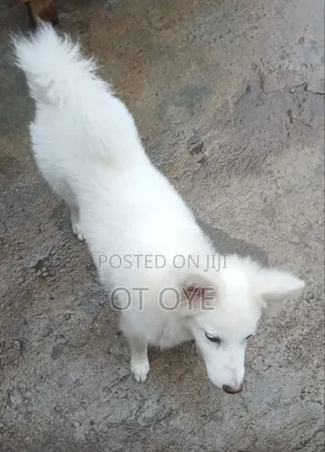 1+ year Female Purebred American Eskimo