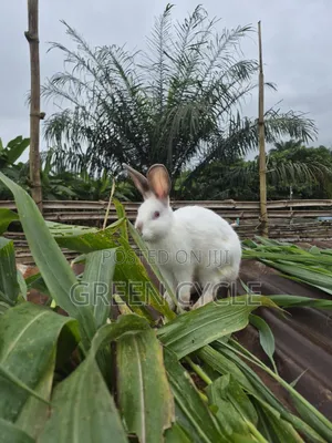 5-Month New Zealand × Californian Male Rabbits for Sale