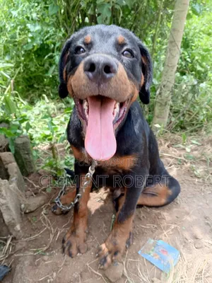 3-6 months Male Purebred Rottweiler