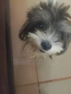 1+ year Female Purebred Lhasa Apso