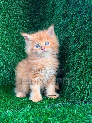 1-3 months Male Purebred Maine Coon