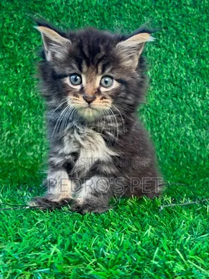 1-3 months Male Purebred Maine Coon