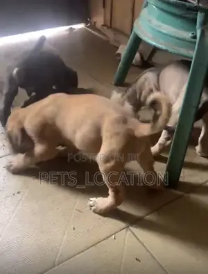 1-3 months Female Purebred Boerboel
