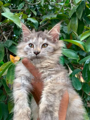 1-3 months Female Purebred Maine Coon