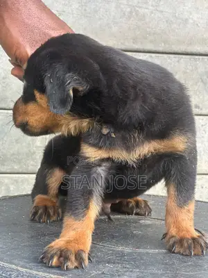 1-3 months Male Purebred Rottweiler