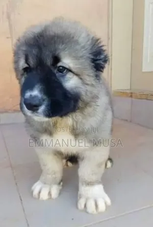 3-6 months Male Purebred Caucasian Shepherd
