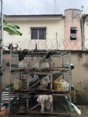 Chicken Cage