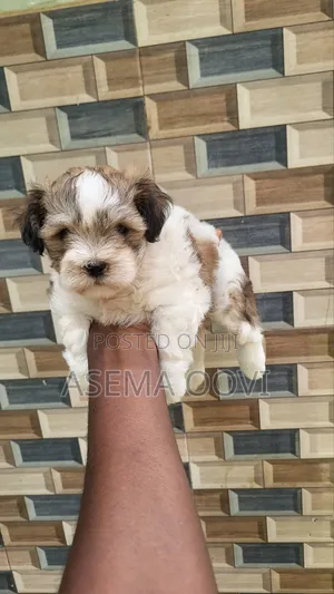 1-3 months Female Purebred Lhasa Apso