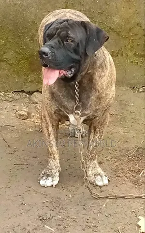 1+ year Female Purebred Boerboel