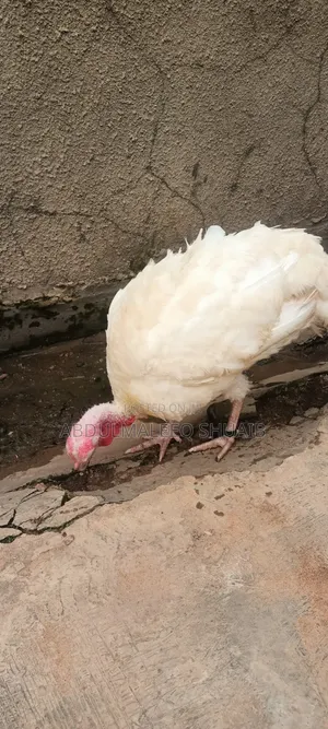 7 Months 4 Months Old Female Turkey and 4 Weeks Turkey Noiler