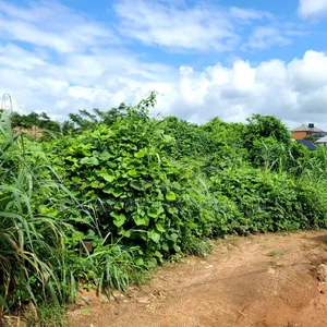 Plot of Land