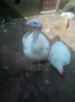 For Sale: 8 - Months Old Broad Breasted White Turkeys